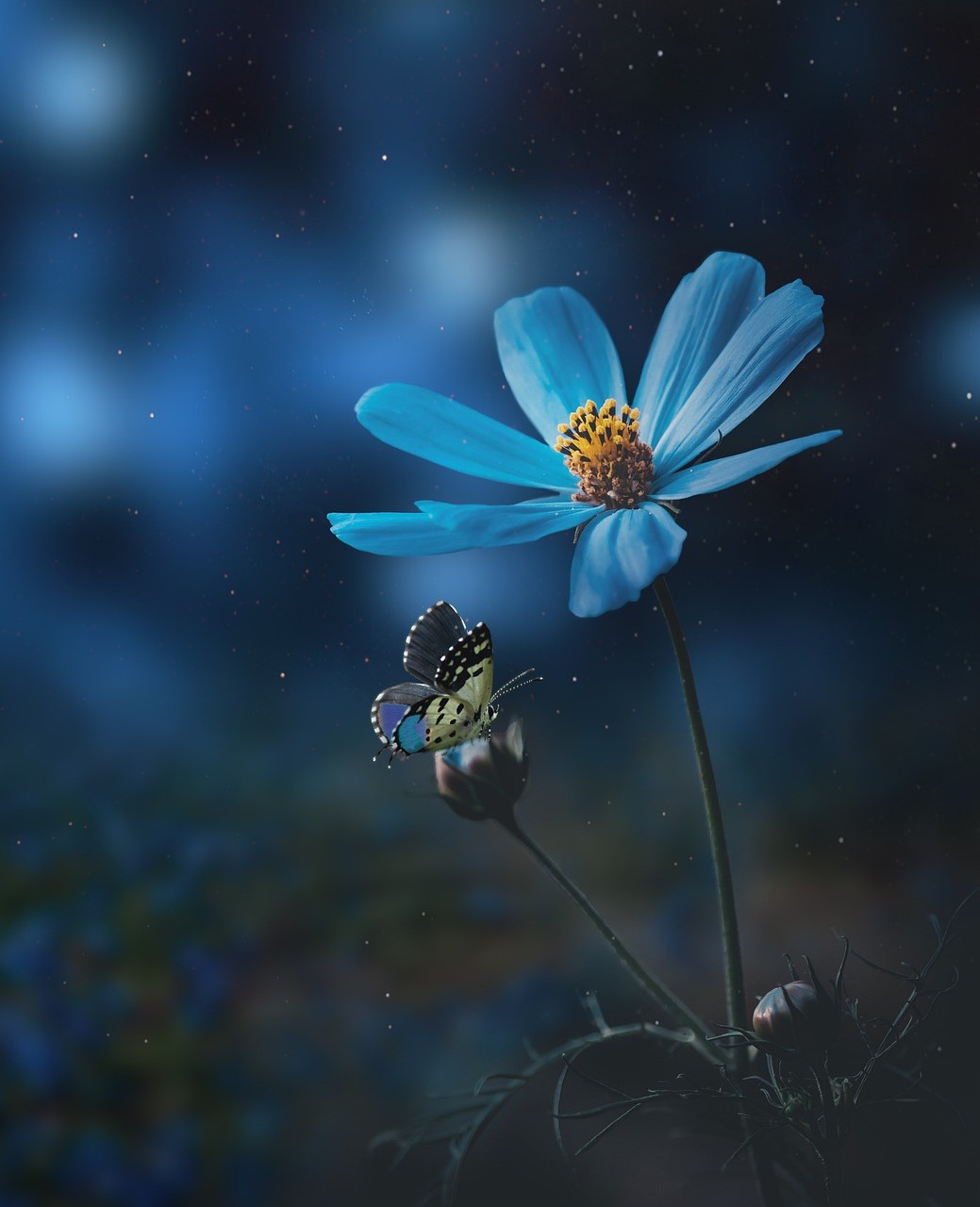 Blaue Blume Porträt für Sternenlicht