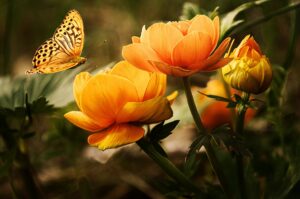 Garten mit Schmetterling